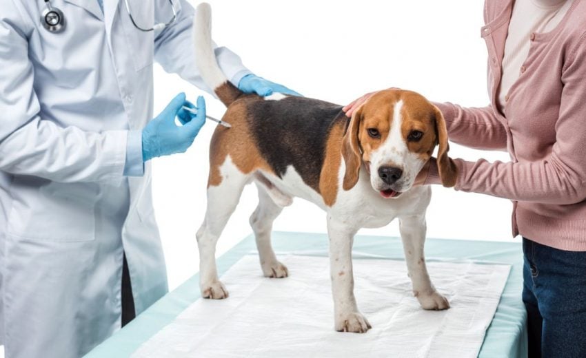 Cheap Pet Vaccines