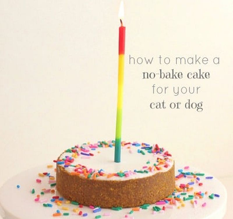 no-bake cake for dogs