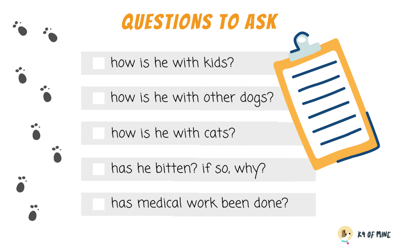 questions to ask at dog adoption
