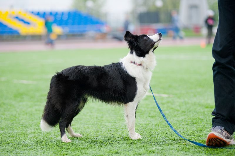 border collies love the outdoors