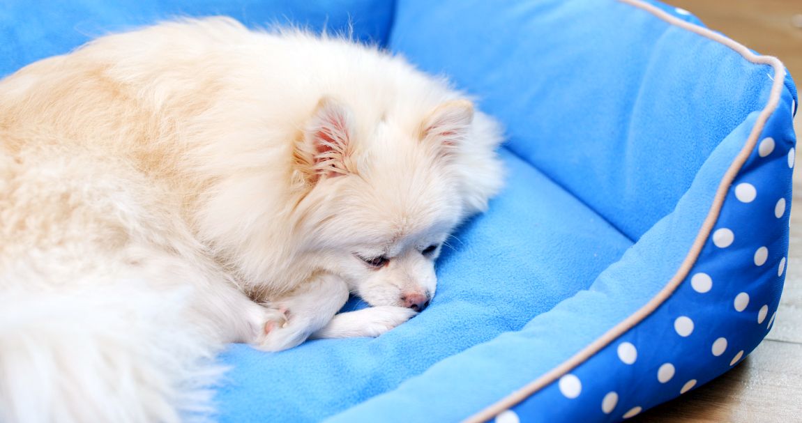8 Best Waterproof Dog Beds: Staying Dry While Snoozing!