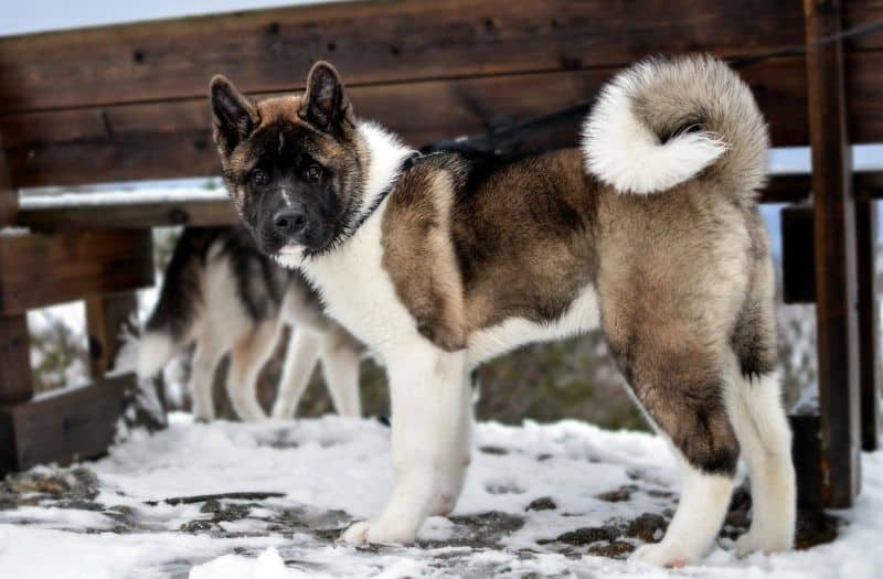 Akitas love the outdoors