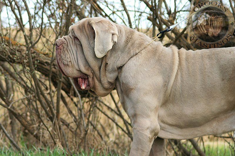 31 Best Working Dog Breeds: Capable Canines! 25 Neapolitan mastiff