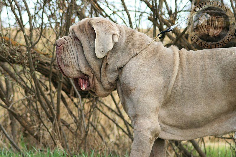 Neapolitan mastiff