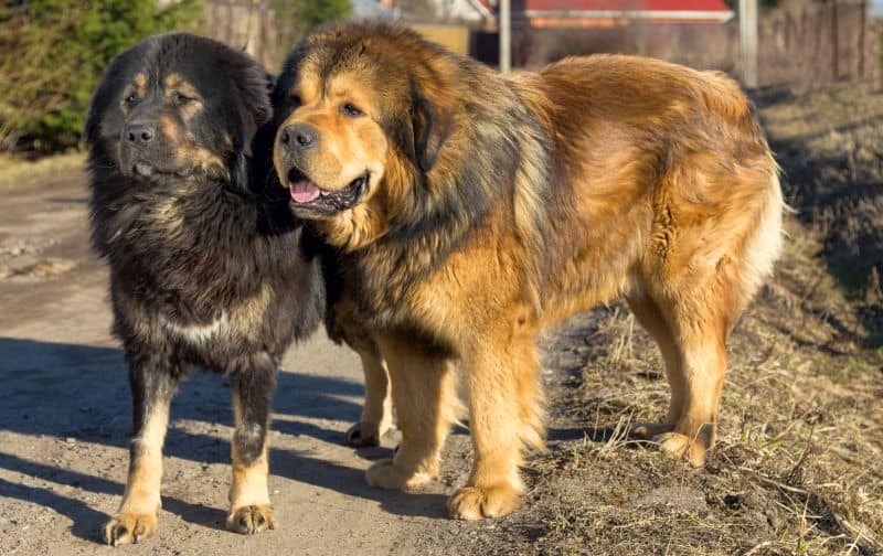 the biggest fluffiest dog