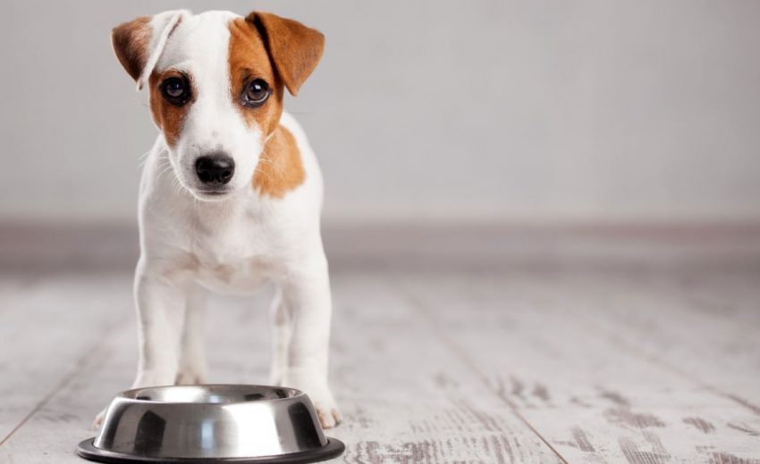 Best Dog Food For Puppies [2023 Reviews]: Top Formulas!