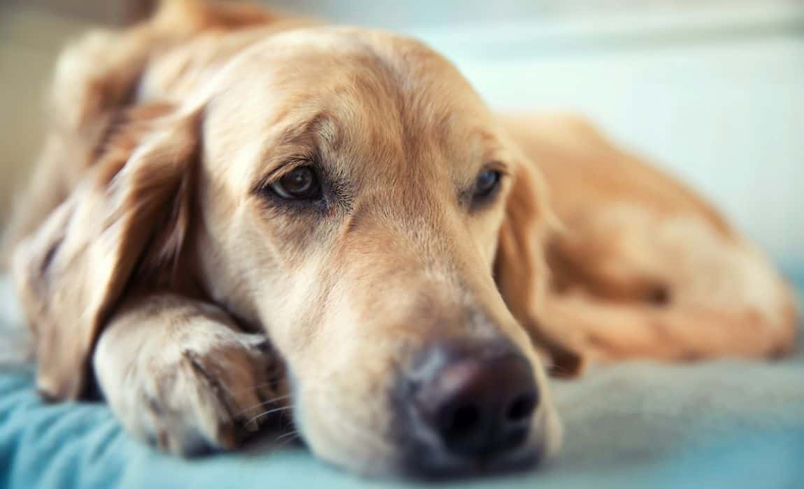 Why Do Dogs Cry In Their Sleep