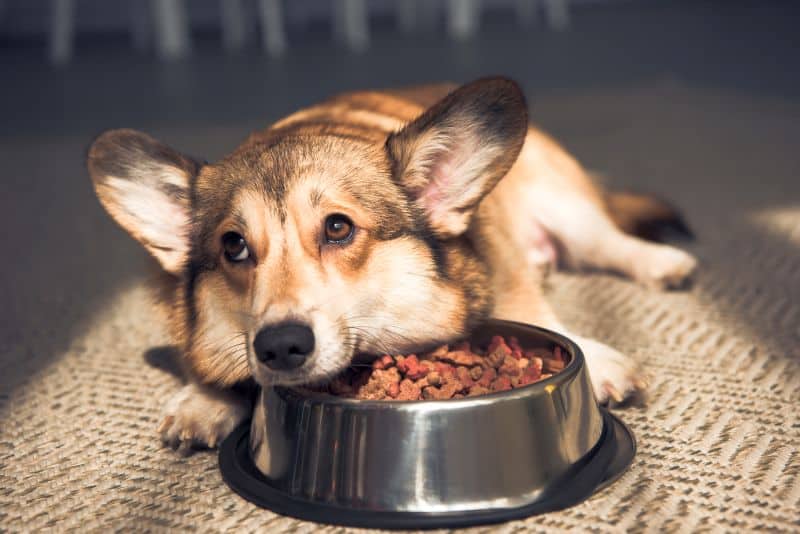 lost appetite in dying dogs