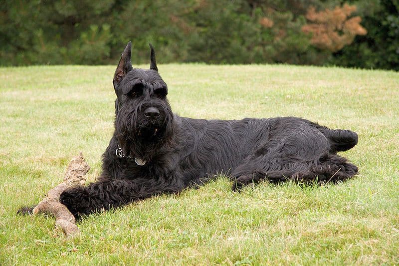 which large breed dogs shed the least