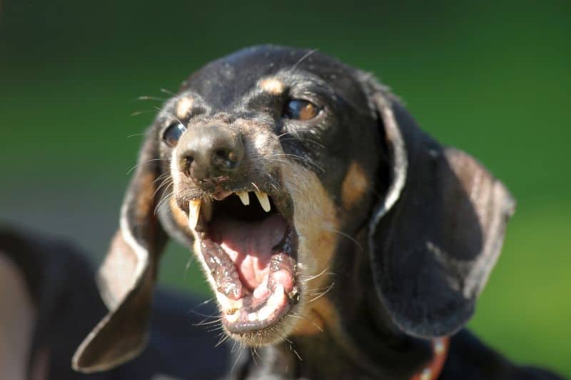 irritability in dying dogs