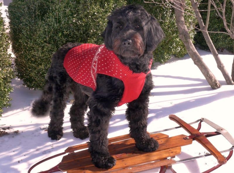portuguese water dogs have curly hair