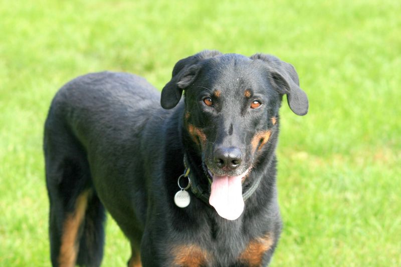 Beaucerons are herding dogs
