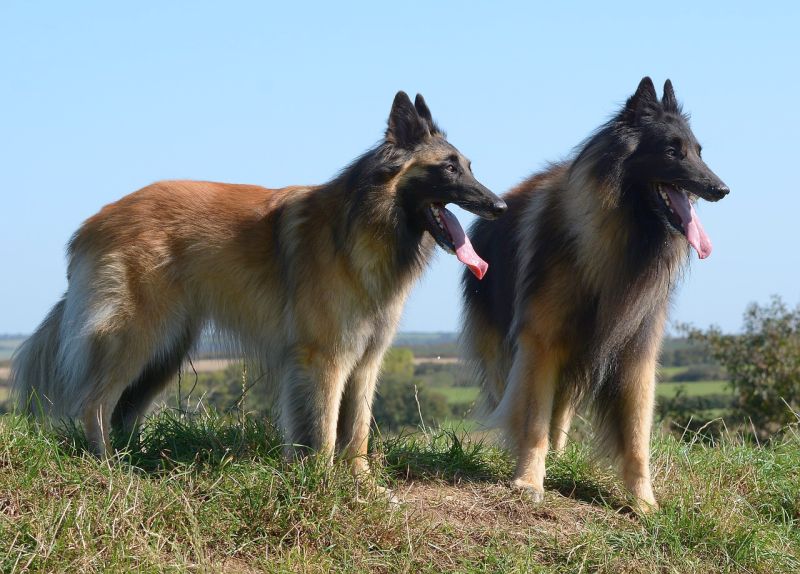 Belgian tervuren a herding breed