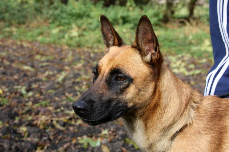 Belgian malinois are smart dogs