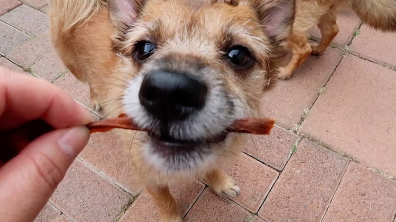 DIY Dog Chews6