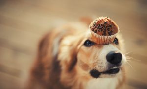 cupcakes for dogs