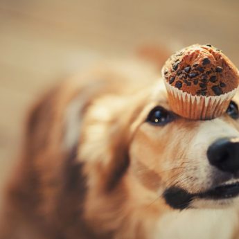 cupcakes for dogs
