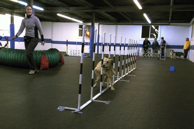 dog training goals