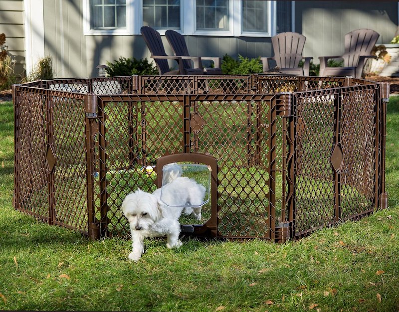 Your Dog In The Yard Without A Fence, Keeping Dogs Out Of Garden