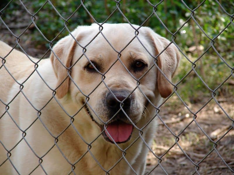 fences keep dogs safe