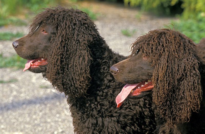 Irish water spaniels have curly coats