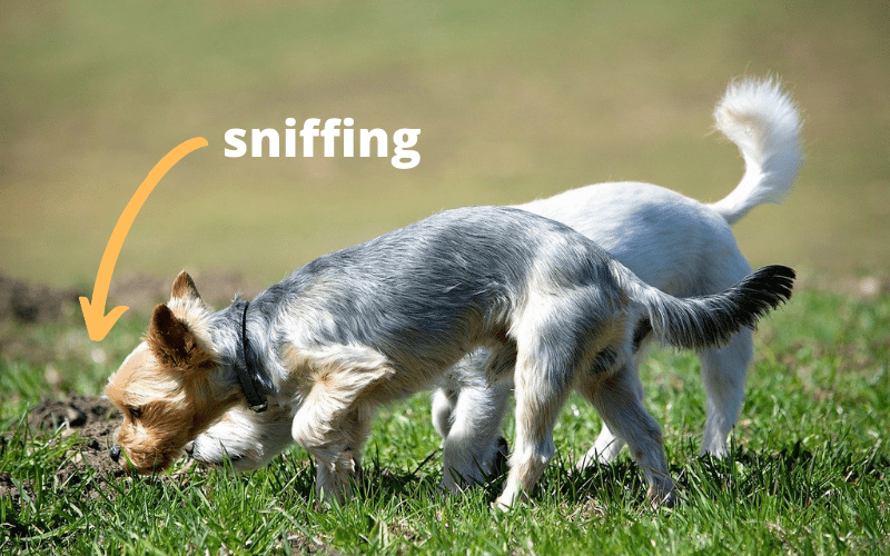 sniffing