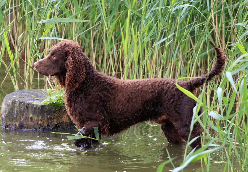 American Water Spaniels have curly hair