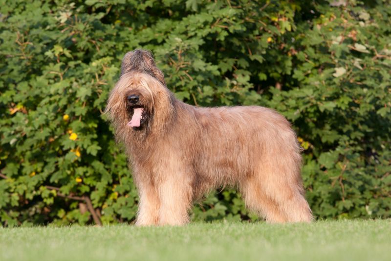 briards are police dogs in some places