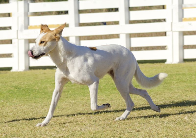 Canaan dogs are part of the herding group