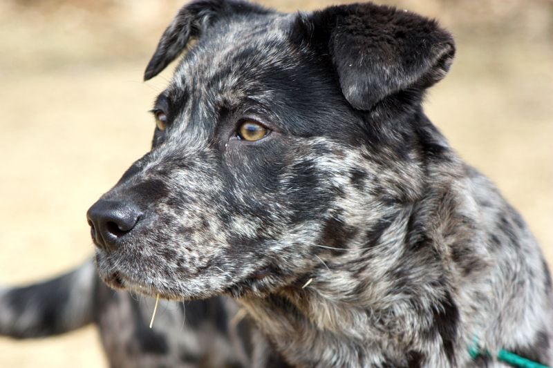 11 Gorgeous Harlequin Dog Breeds! 12 Merle Catahoula Leopard Dog