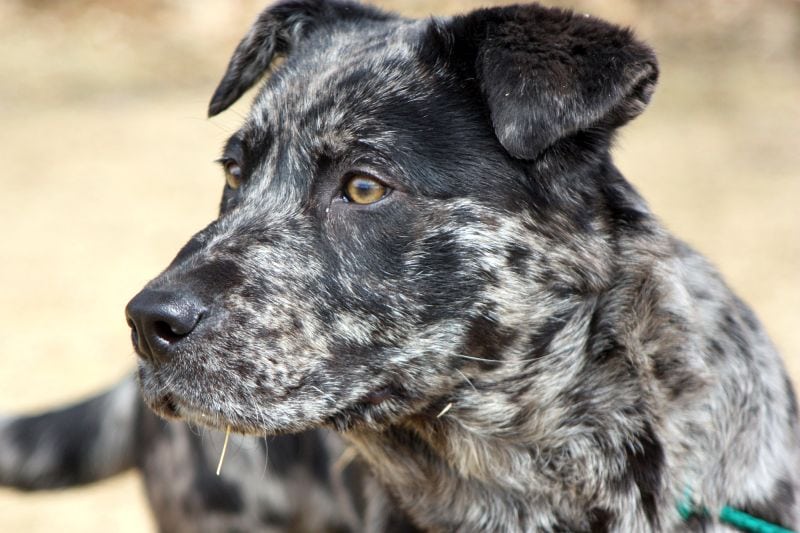 Merle Catahoula Leopard Dog