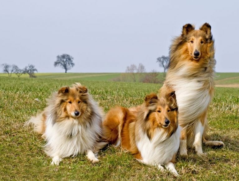 30 Herding Dog Breeds: Canines Who Love Corralling Livestock!