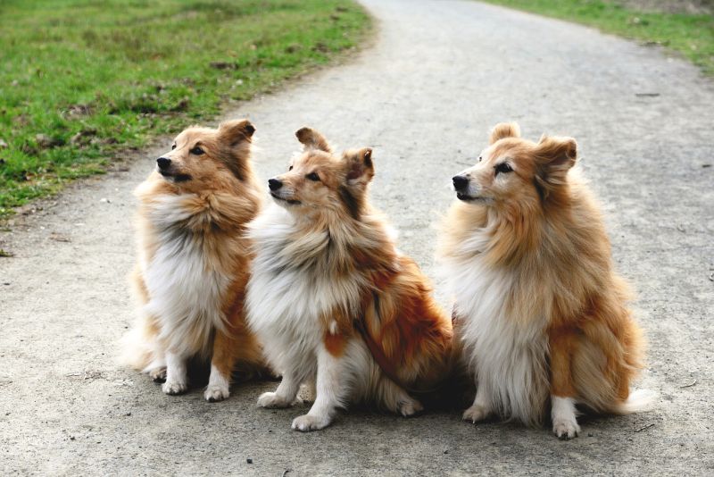 Shelties are fluffy