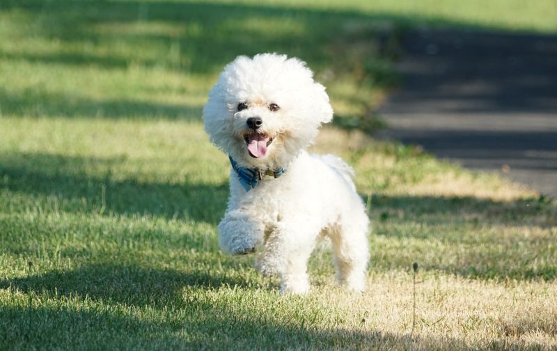 bichons have curly hair