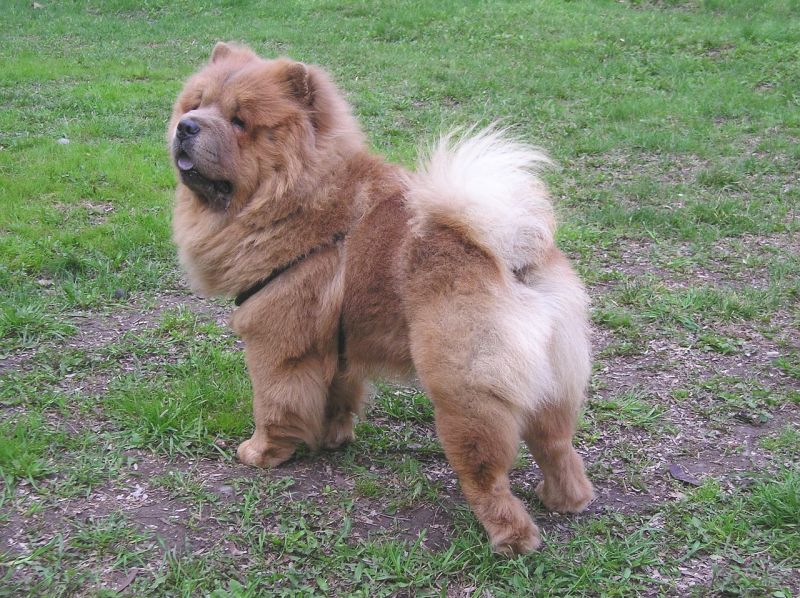 21 Ancient Dog Breeds: Dog Breeds from the Dawn of Time 8 Chow Chow