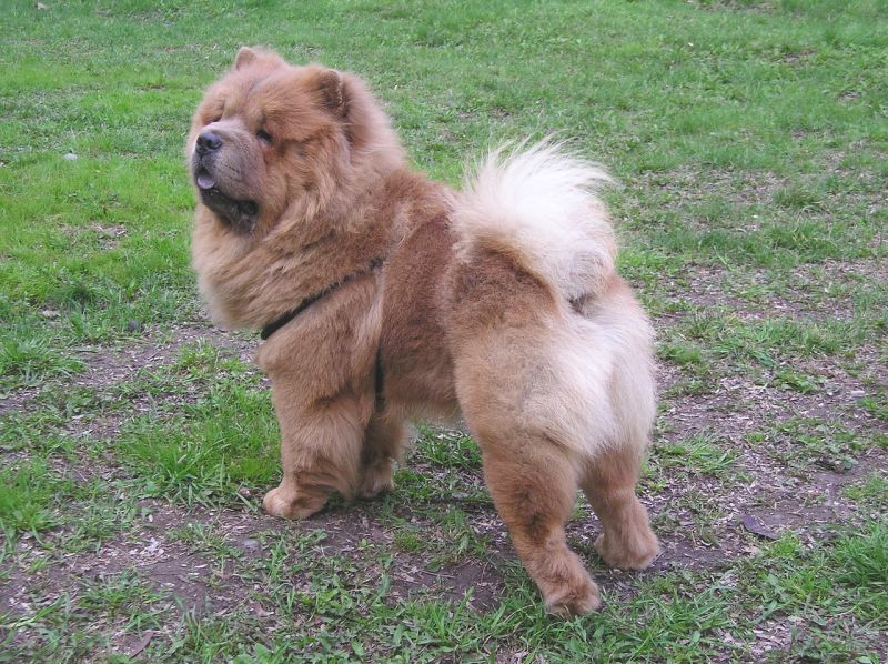 Chows are extremely fluffy