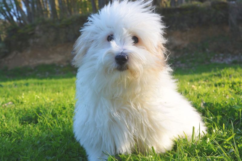 the coton de Tulear can be white