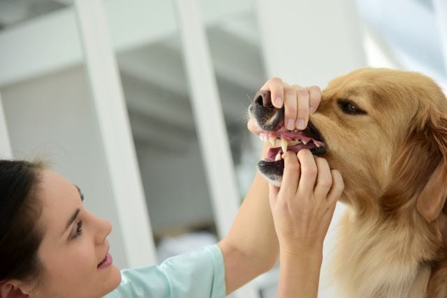 see a vet after dog choking