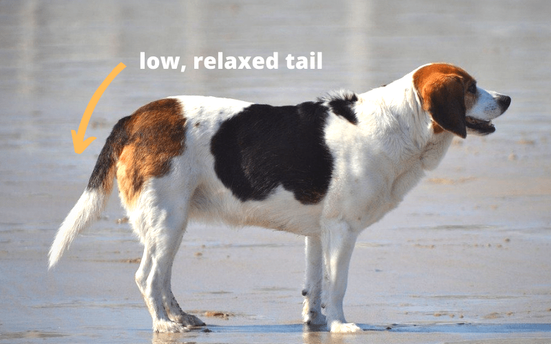 low relaxed tail
