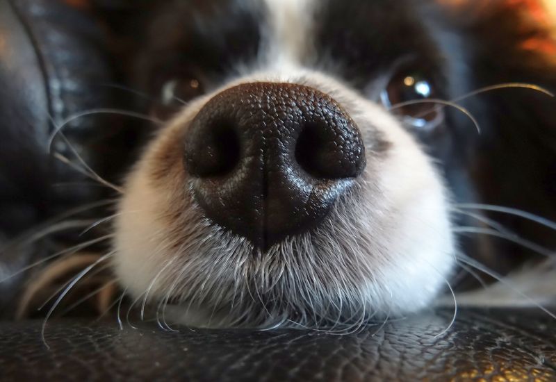 Improving dog's sense of smell