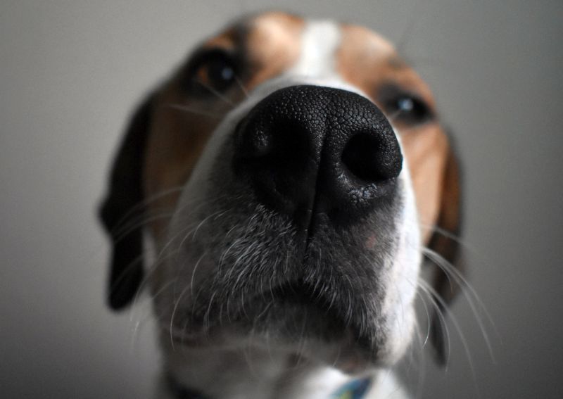 lingering dog odors