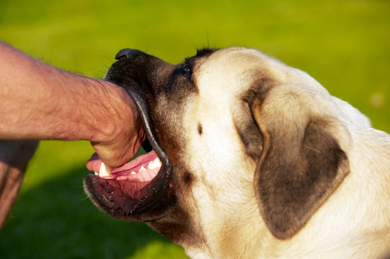 making dog mouth gently
