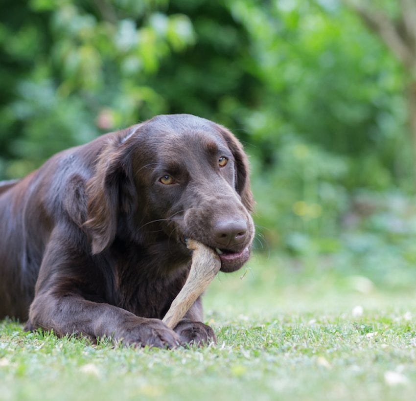 Help - My Dog Keeps Eating Rocks! How to Stop Your Dog's Rock Munching