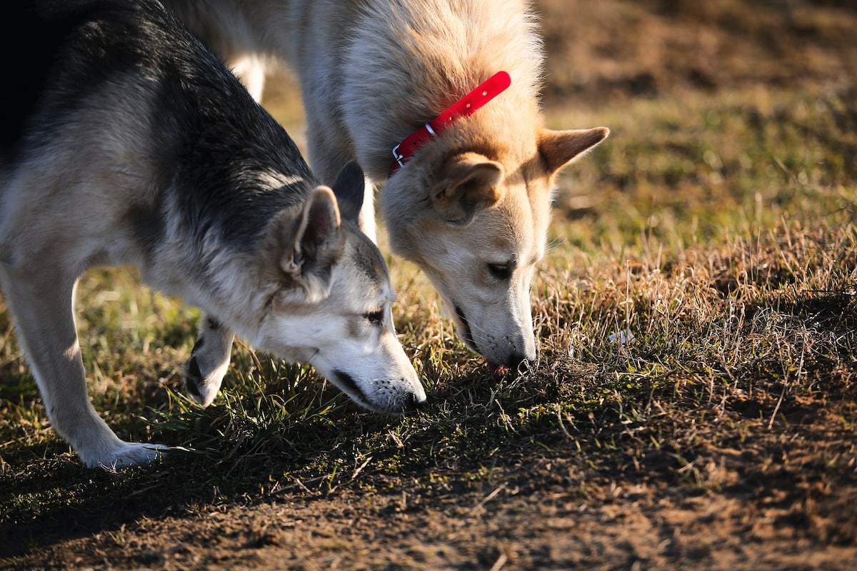 Nose work is an easy way to get your dogs mind thinking and