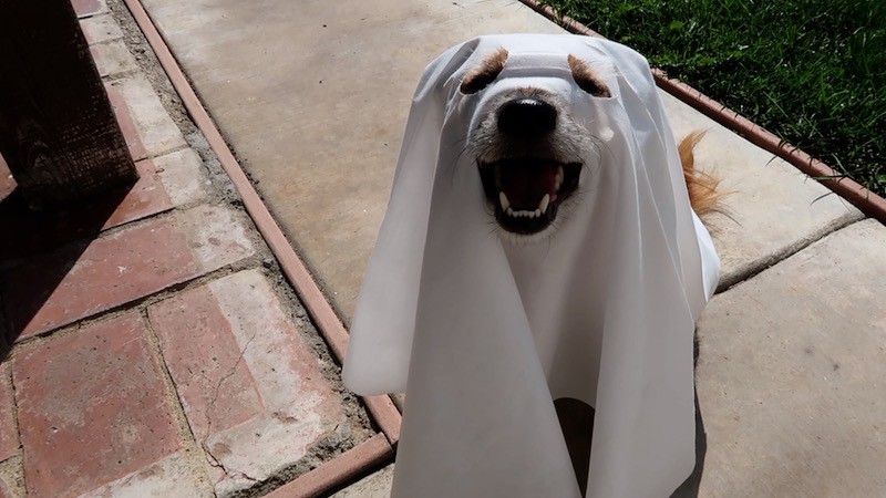 dog ghost costume