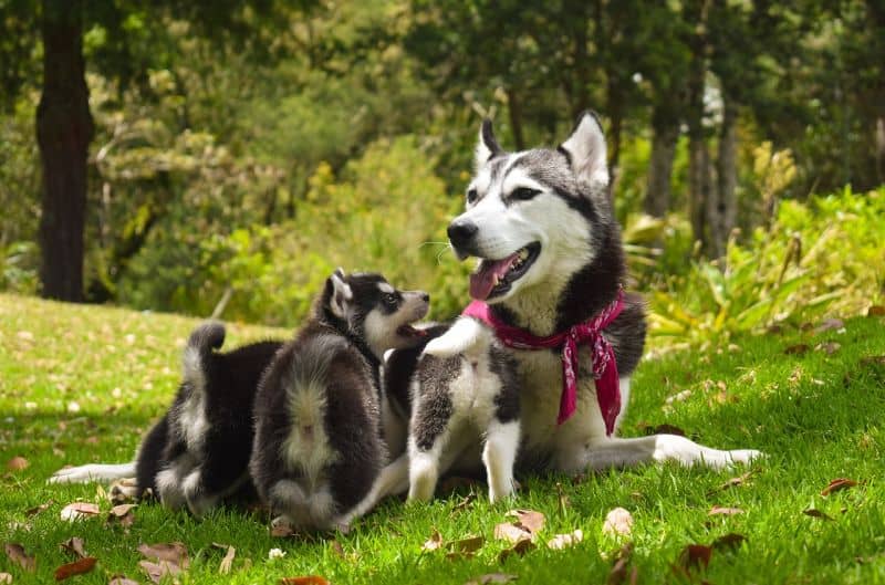 Dogs and puppies dig for different reasons