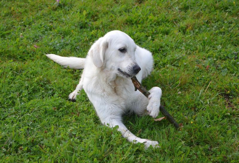 Dogs often eat sticks