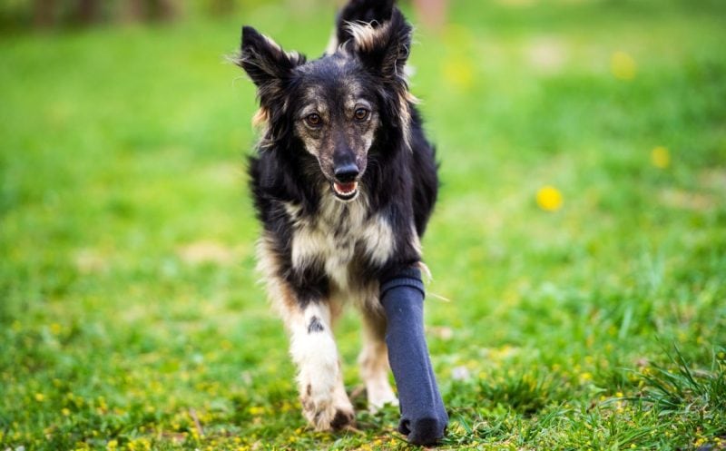 knee braces for dogs