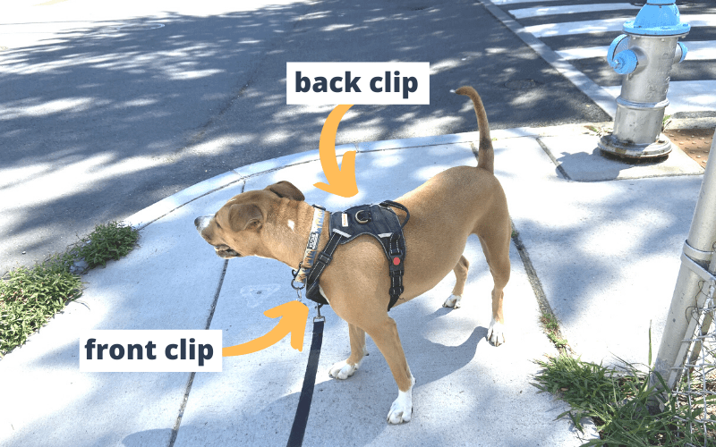front vs backclip harness