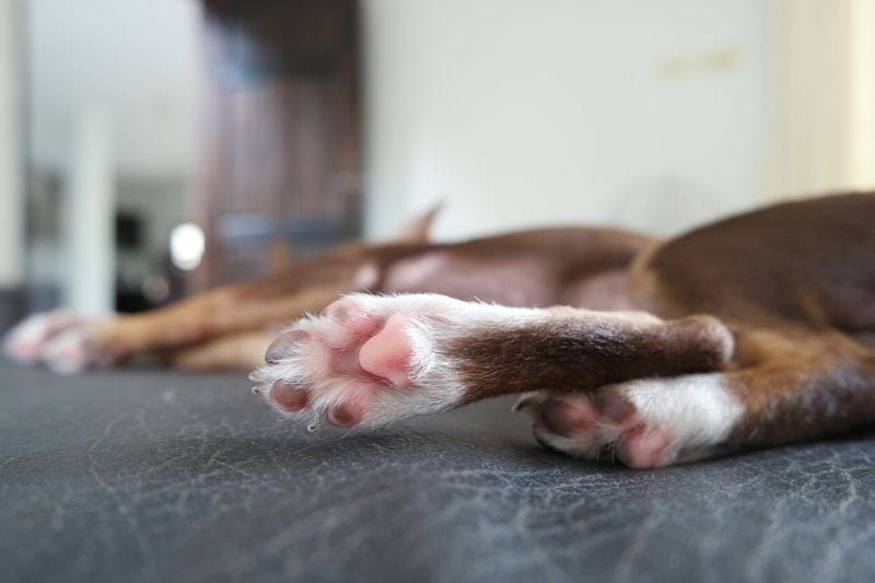 paw balms for healthy paws